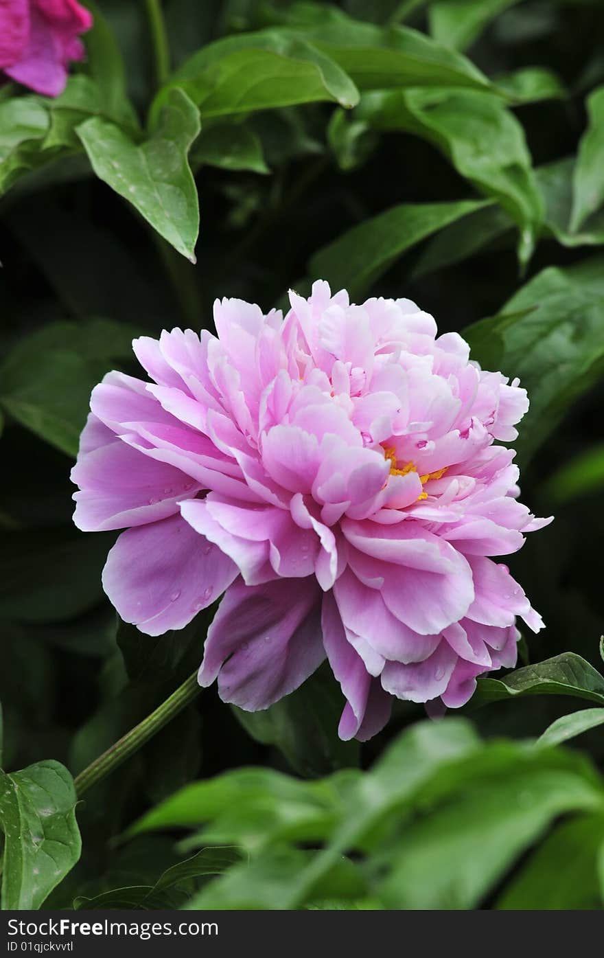 Peony