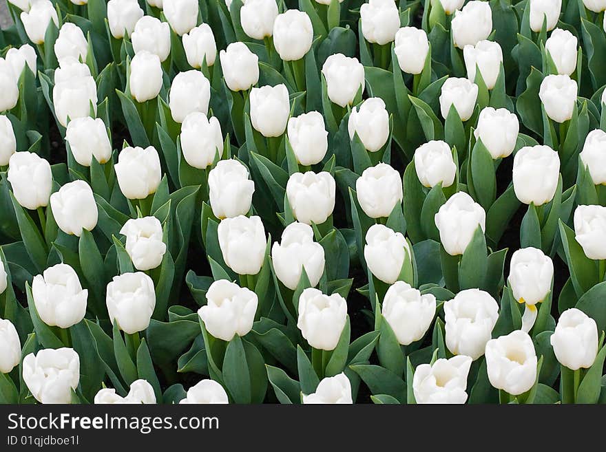 Nice white coloured tulips in Keukenhoff Gardens, Lisse, Netherlands. Nice white coloured tulips in Keukenhoff Gardens, Lisse, Netherlands.