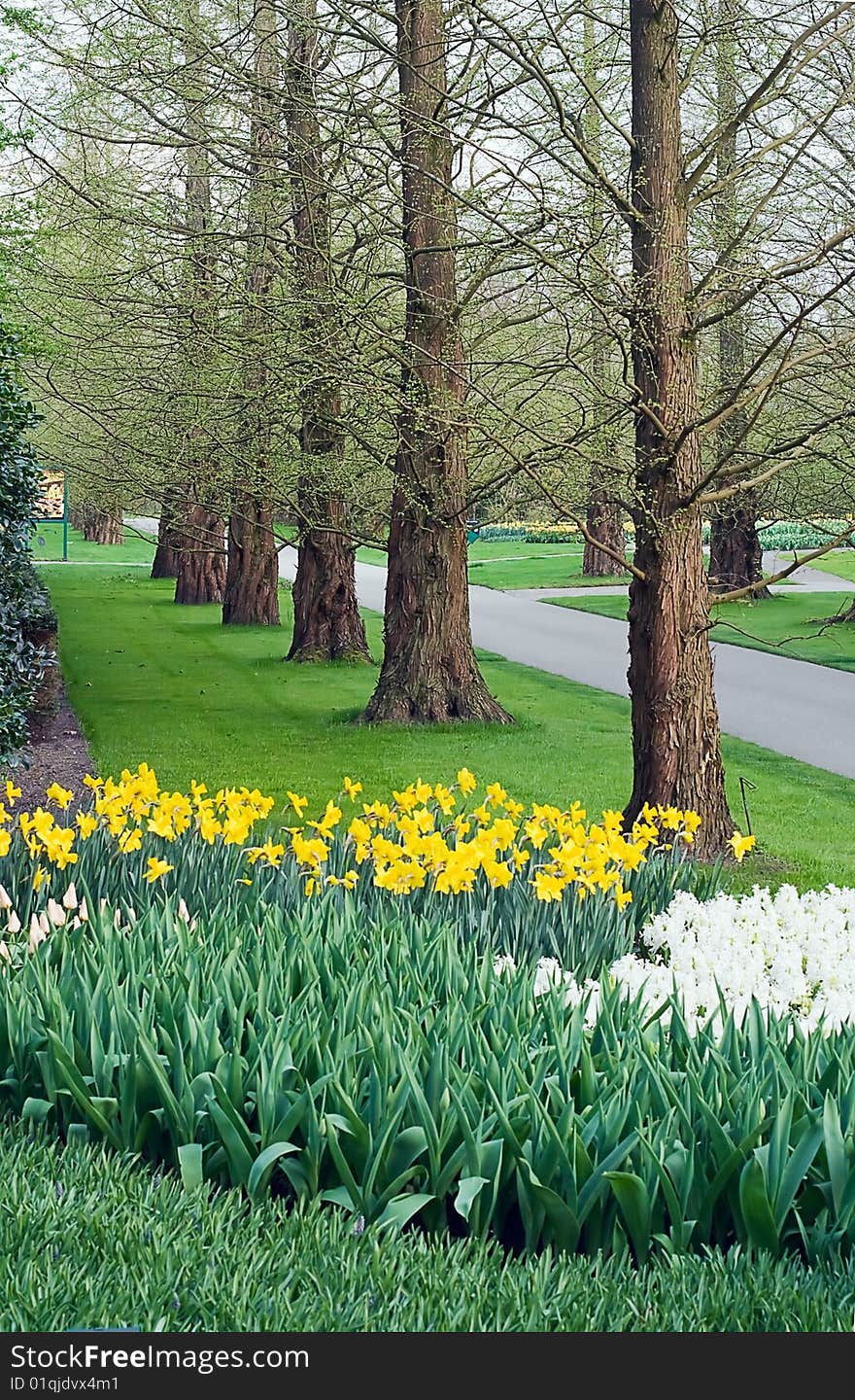 Walking path in Keukenhoff gardens, Lisse, Netherlands