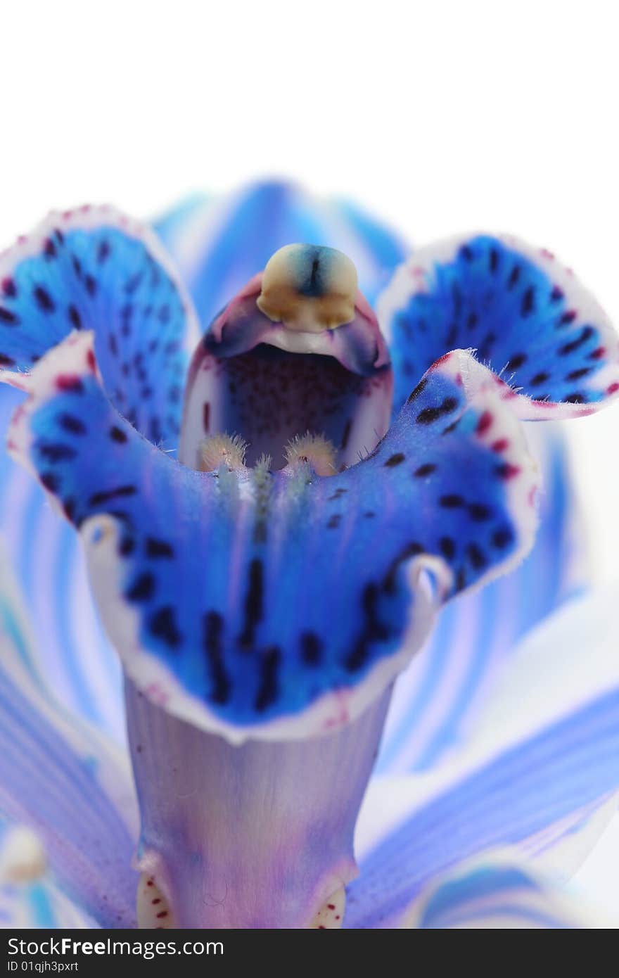 Exotic blue orchid on white