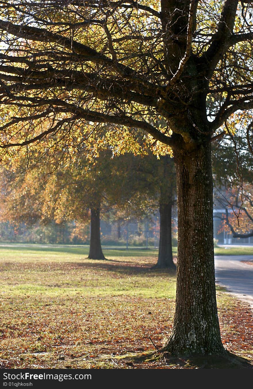 Autumn Colors