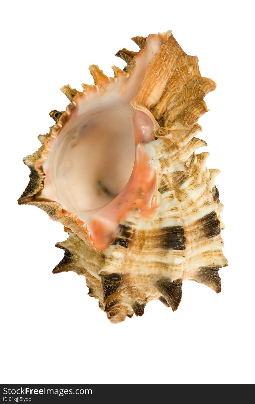 Seashell  isolated on white background