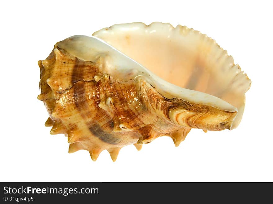 Seashell  isolated on white background