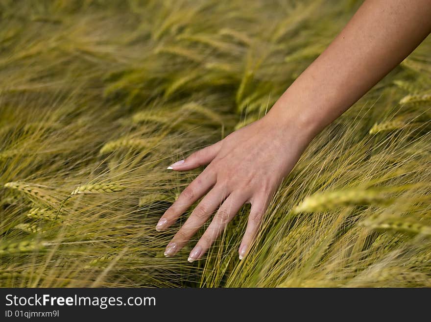 Women's hands, the background wheat ear.