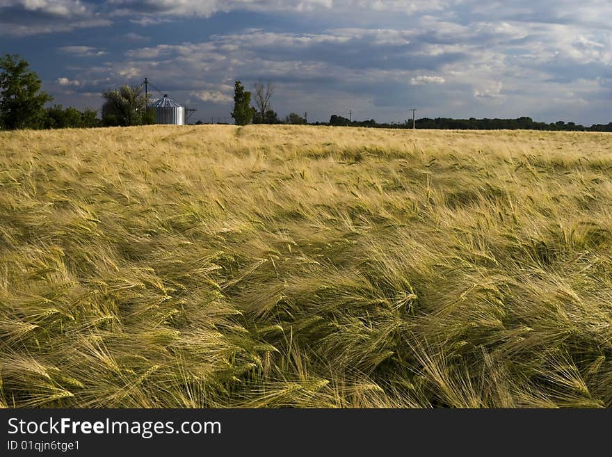 Wheat Field