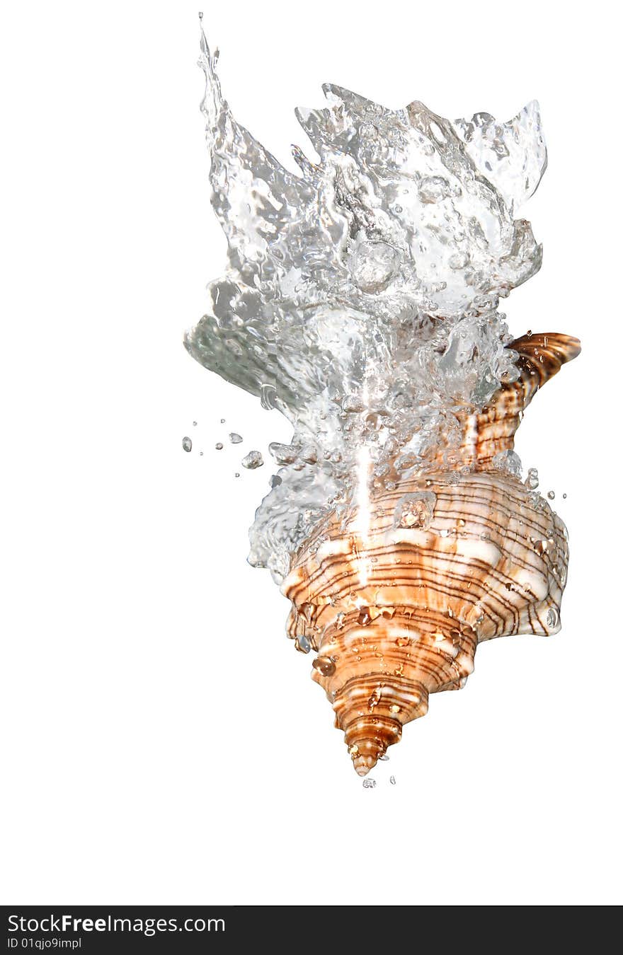 Nice shell in splashing water isolated on white background with clipping path. Nice shell in splashing water isolated on white background with clipping path