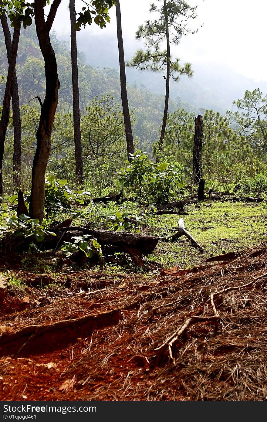 Deforestation in the mexican mountains