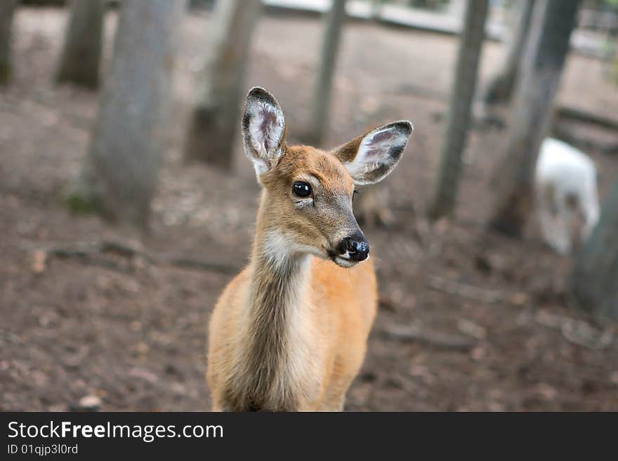 This little deer was not shy at all.