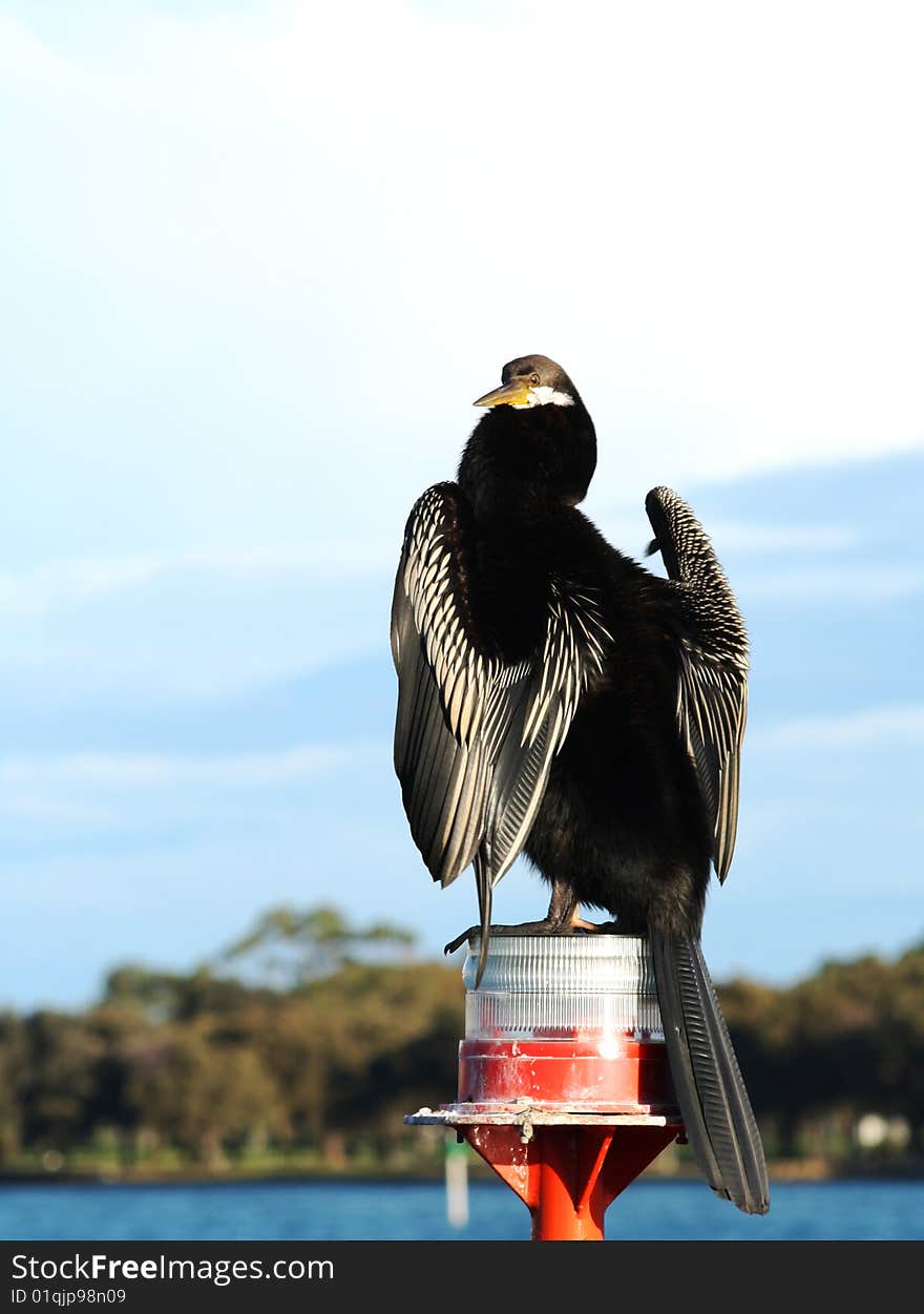 Cormorant Shag sitting on a Navigation Marker