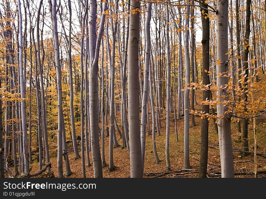 Autumnal Tree