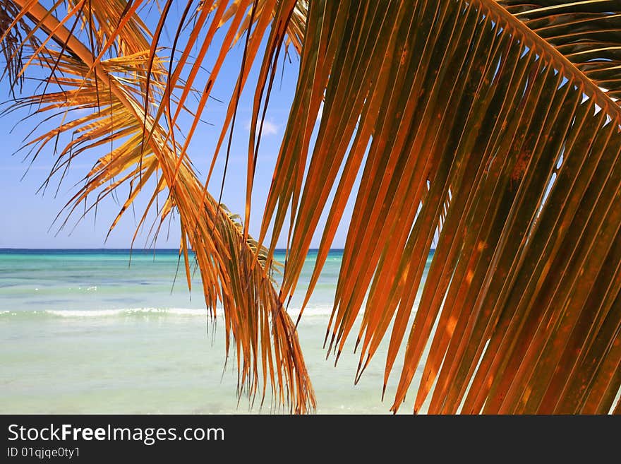 Palm Branch On Beach