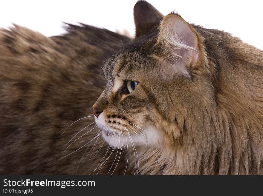 Close-up portrait of a beautiful Maine coon cat. Close-up portrait of a beautiful Maine coon cat