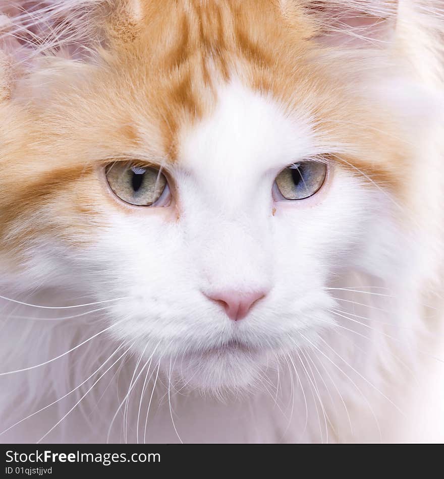 Close-up portrait of a beautiful Maine coon cat. Close-up portrait of a beautiful Maine coon cat