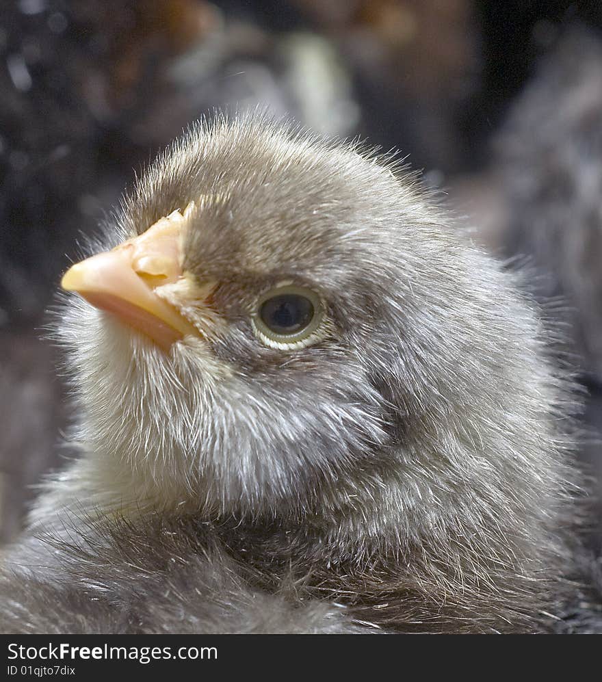 Dark chicken