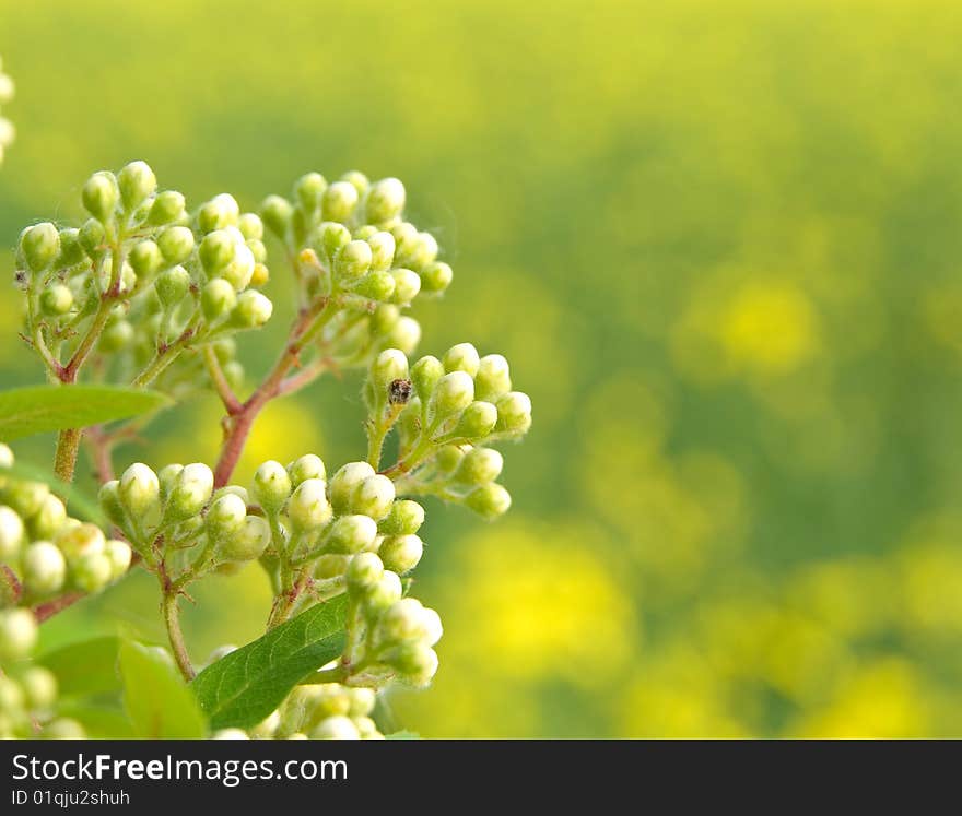 White field flower on green field background