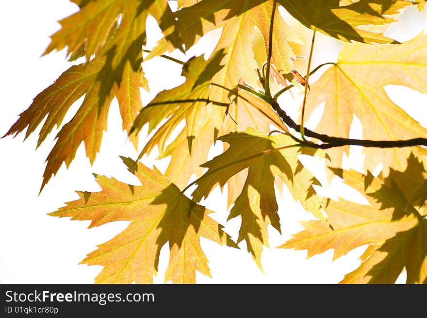 Close-up maple leaves season background