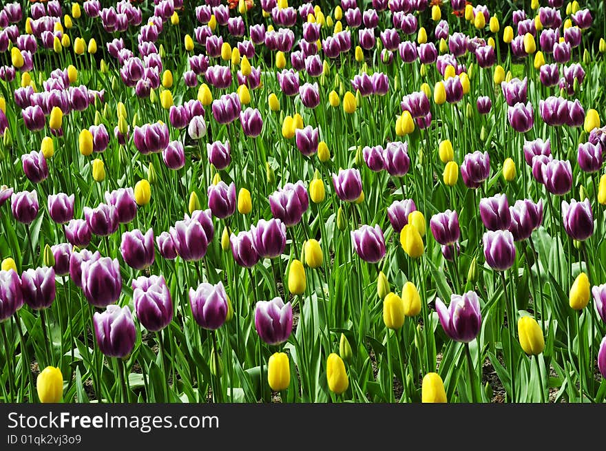 Tulip garden with blooming flowers, blooming tulip