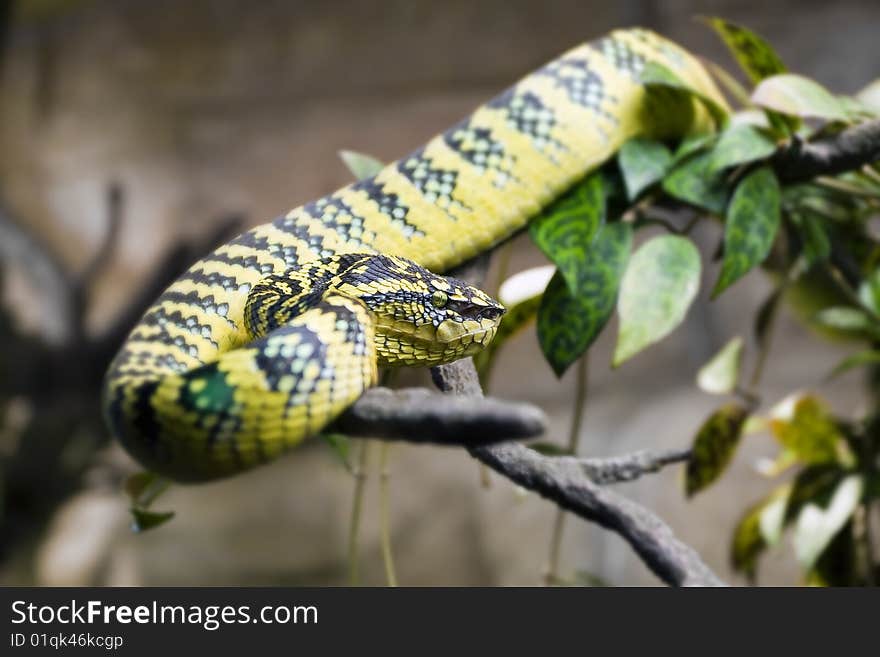 Poisonous yellow snake lying on a tree