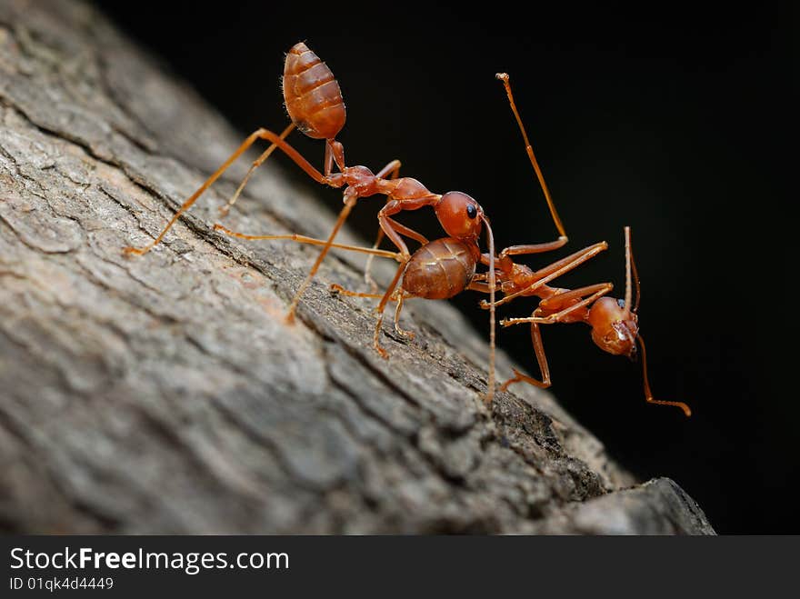 Closeup the ant and the fight ant