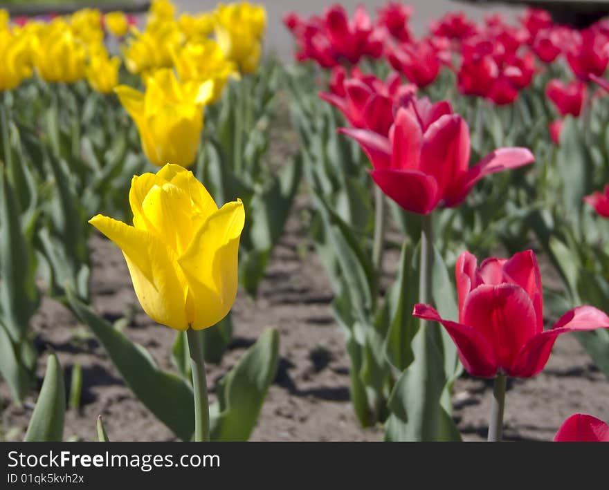 Red and yellow beauty elegance tulips on the street. Red and yellow beauty elegance tulips on the street