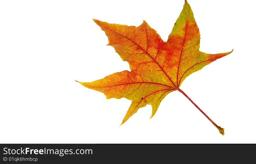 Golden leaf with a white background