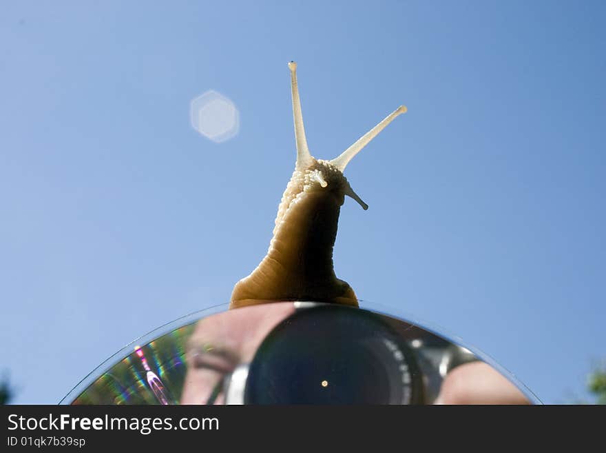 Snail climb up on cd with reflection photographer