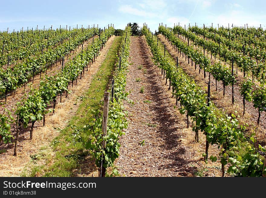 Vineyard near Trier, Germany