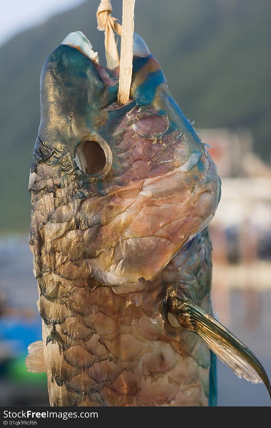 A parrot fish hung up to dry. This is from a tropical island just off Taiwan. A parrot fish hung up to dry. This is from a tropical island just off Taiwan.