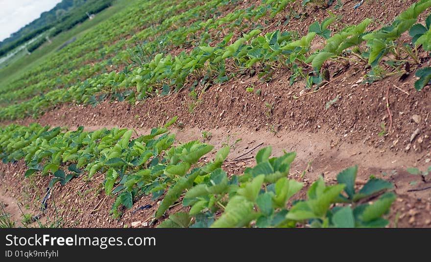 Strawberry Field