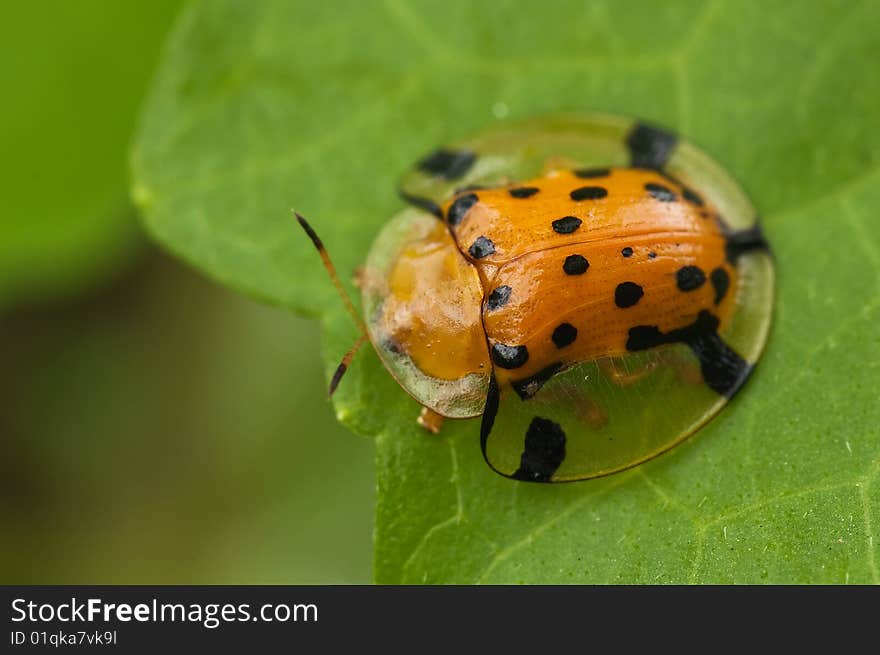 Golden Tortoise Beetle