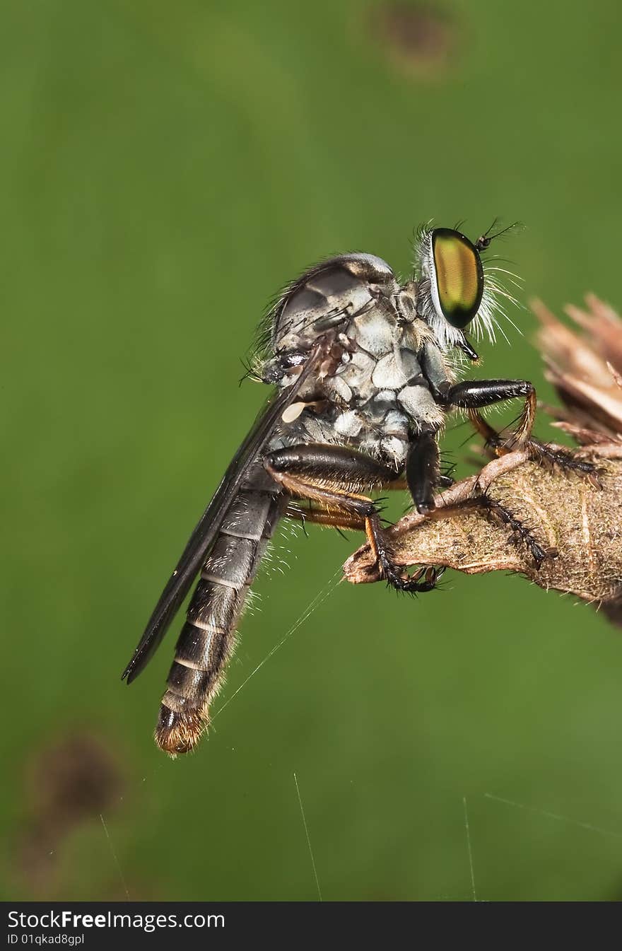 Robberfly Green Background