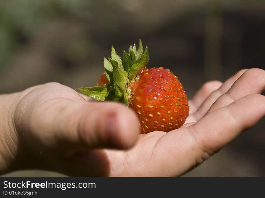 A sweet, delicious berry is a strawberry, located, on the palm of child's hand. A sweet, delicious berry is a strawberry, located, on the palm of child's hand.