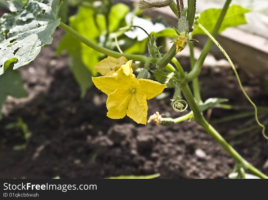 Flowering of cucumbers