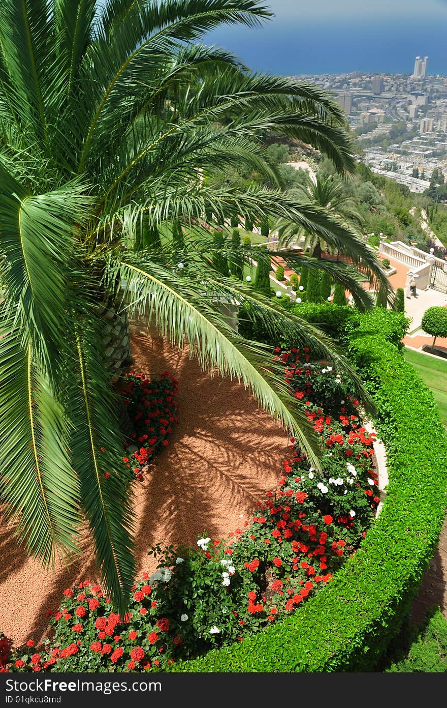 Palm in the Bahai garden