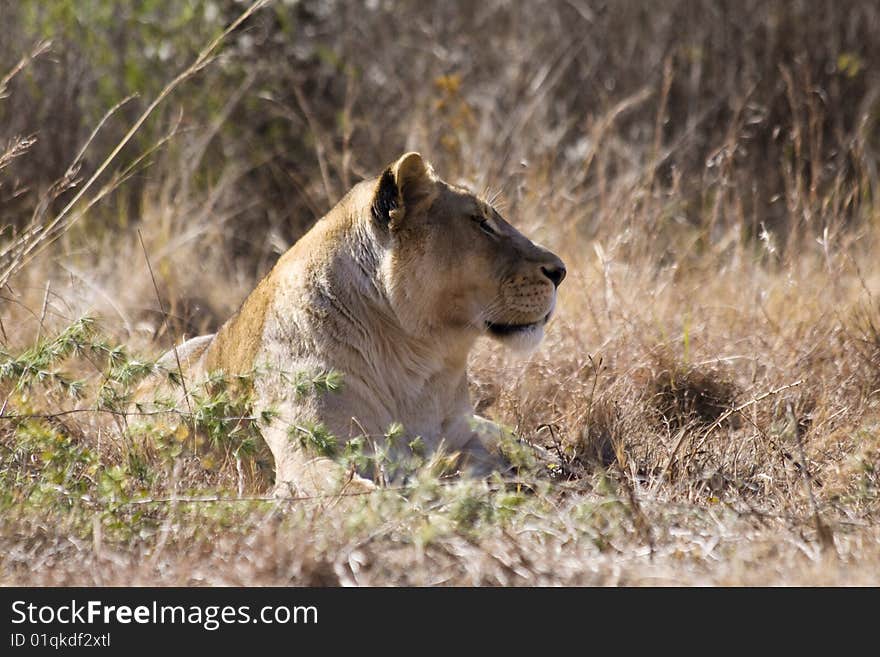 A lioness in her natural habitat, resting in the African sun. A lioness in her natural habitat, resting in the African sun