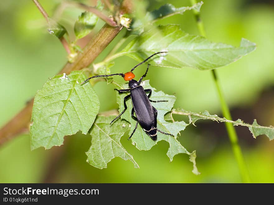 Blister beetle feed on leaf