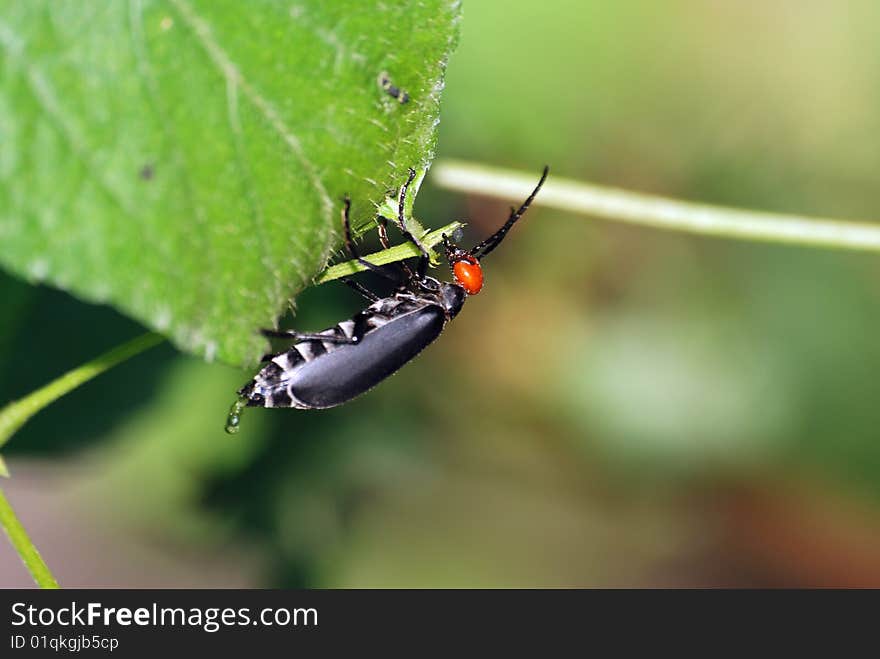 Blister beetle feed on leaf