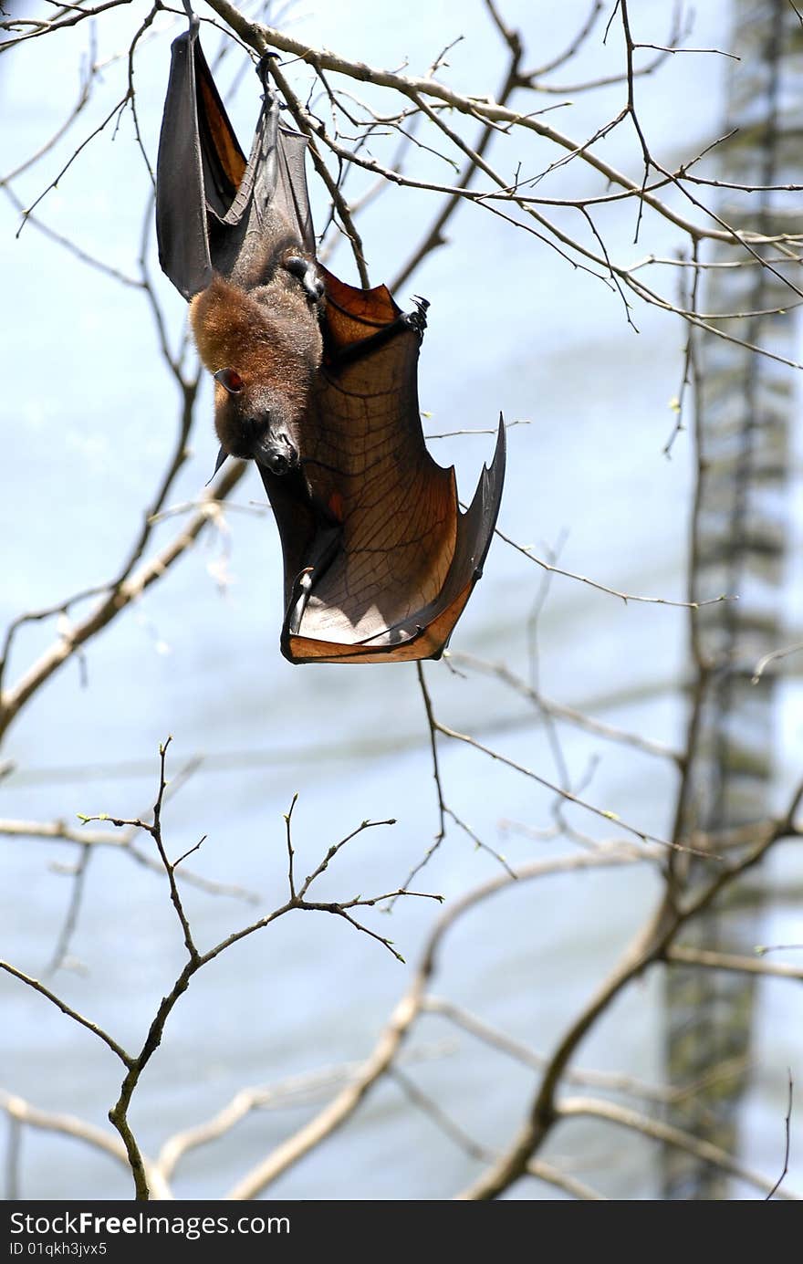 Bat hanging in the tree. Bat hanging in the tree