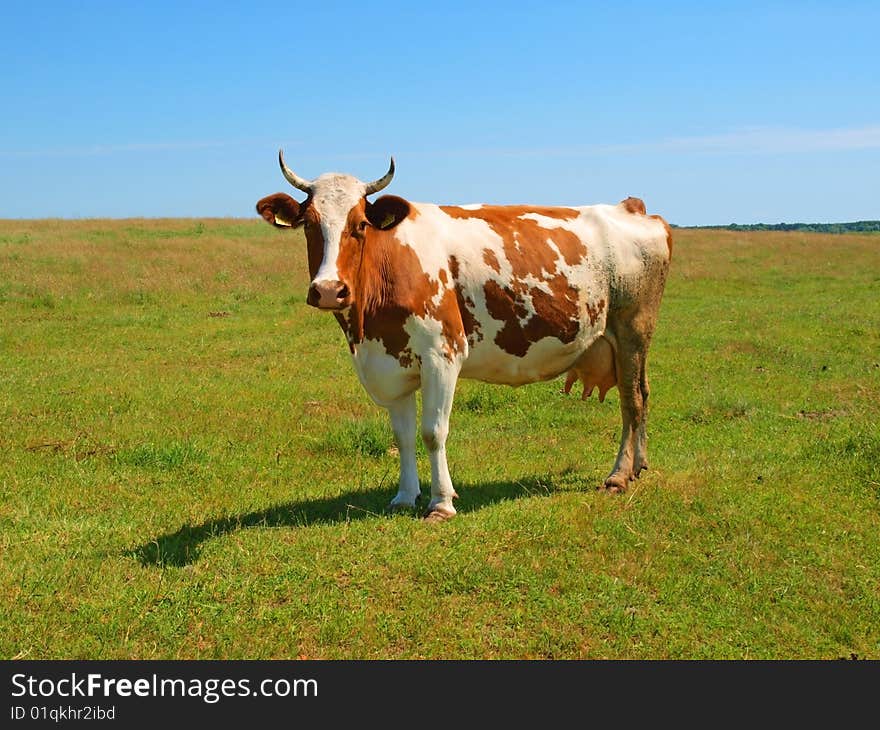 Cows show interest to people. It attentively considers the photographer. Cows show interest to people. It attentively considers the photographer.