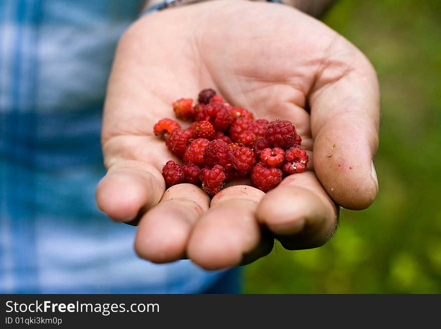 Just gathered wild summer raspberry. Just gathered wild summer raspberry