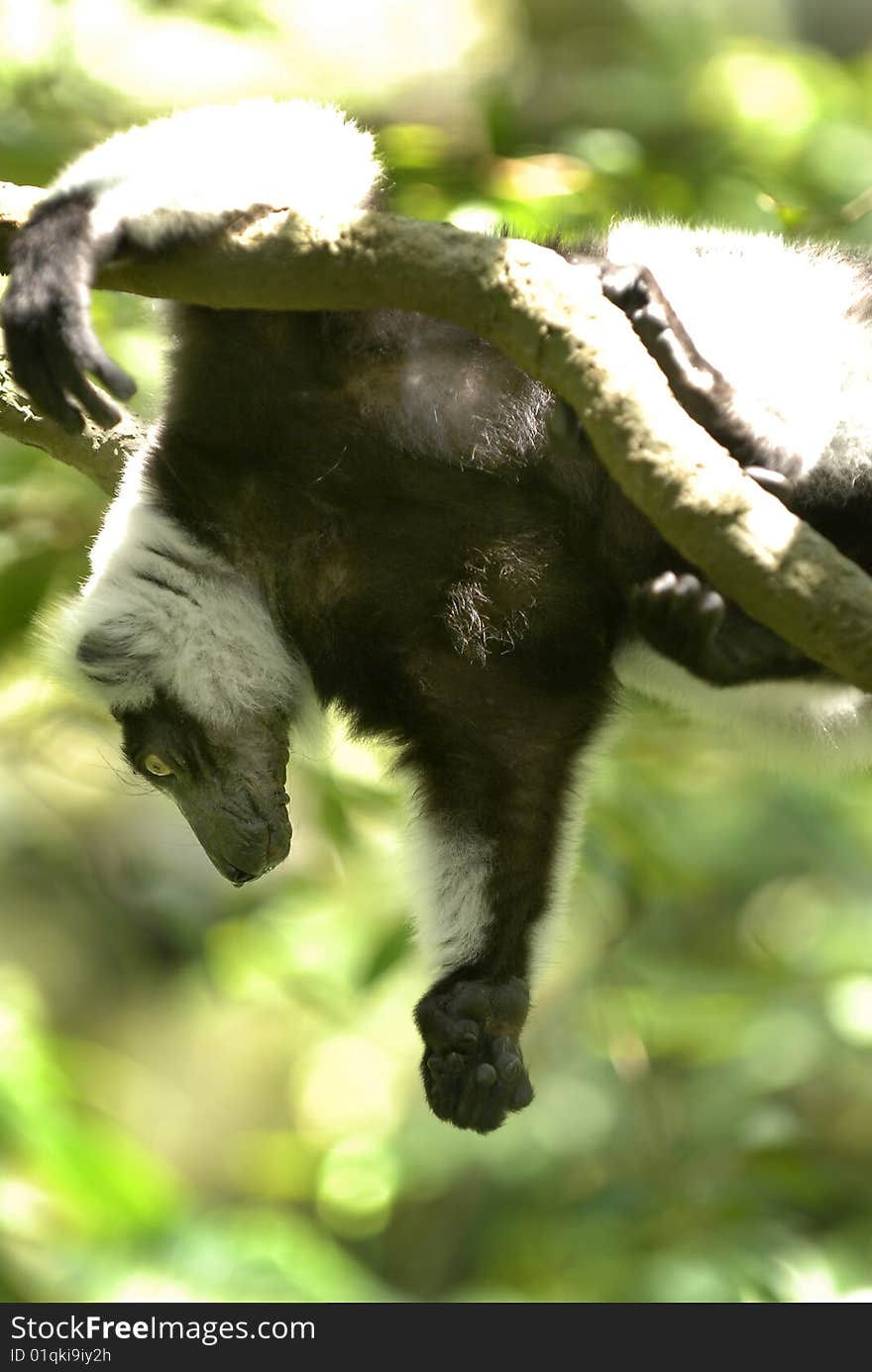 A monkey like creature hanging by a tree