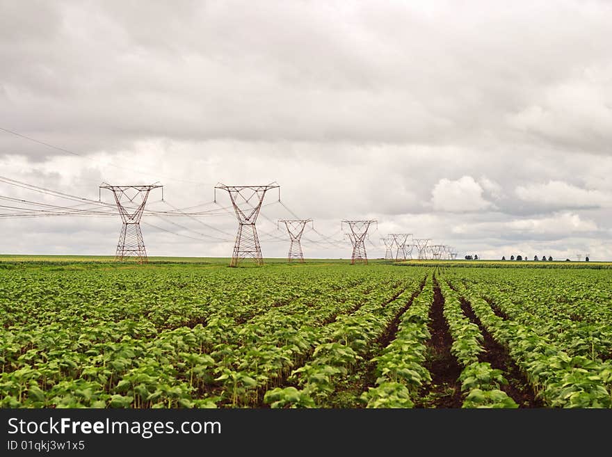 Power pylons in a sunflower field