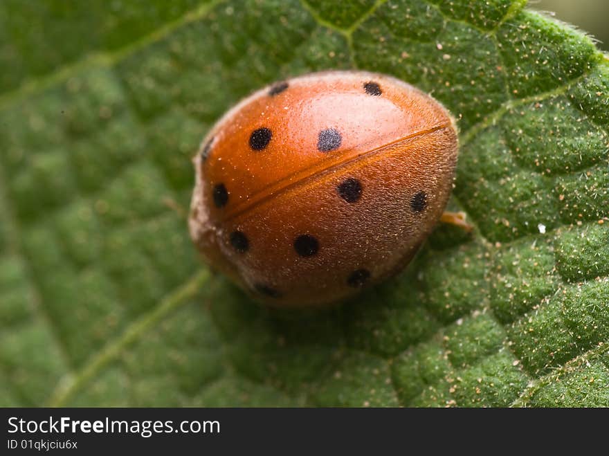 Ladybirds