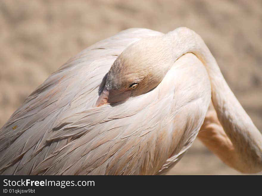 White flamingo