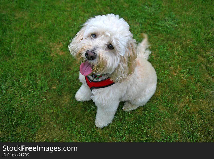 White dog on grass