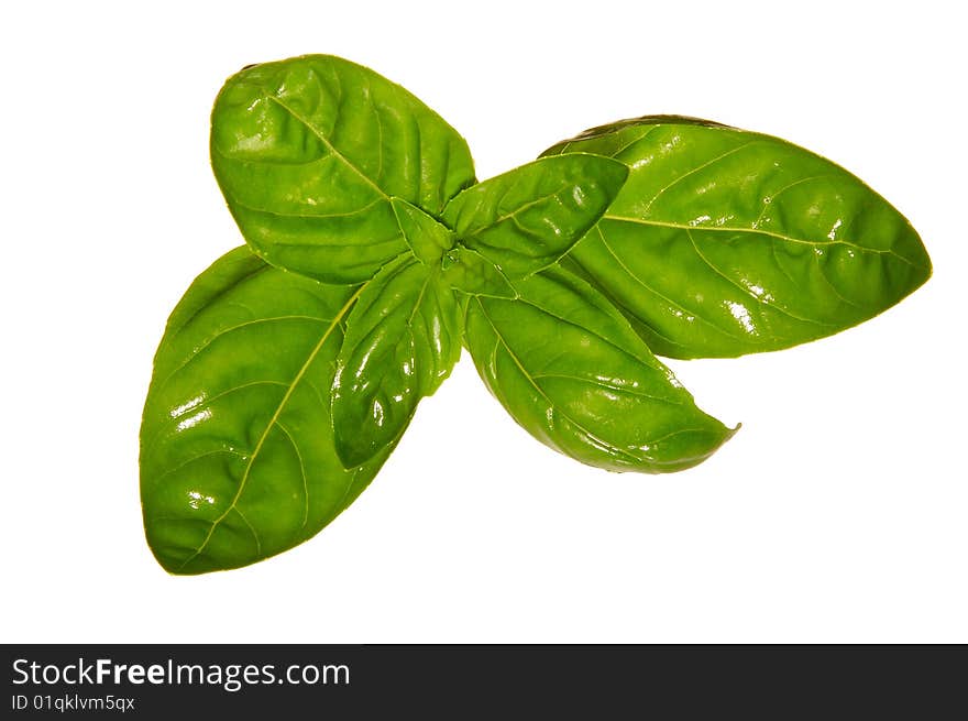 Fresh Basil Leaves