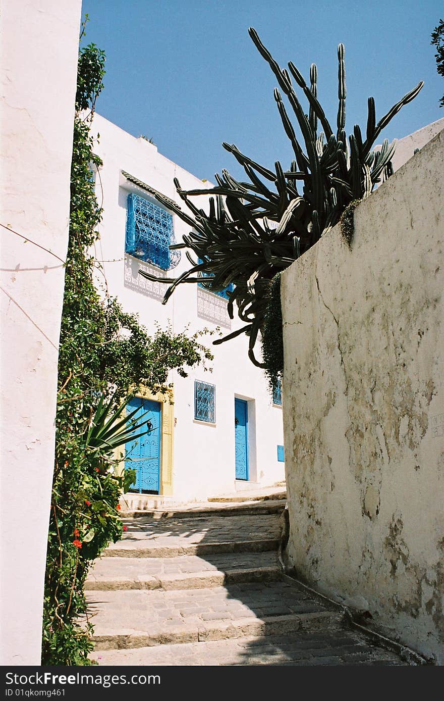 A narrow street in Tunis with cactuses in blossom on one sides. A narrow street in Tunis with cactuses in blossom on one sides