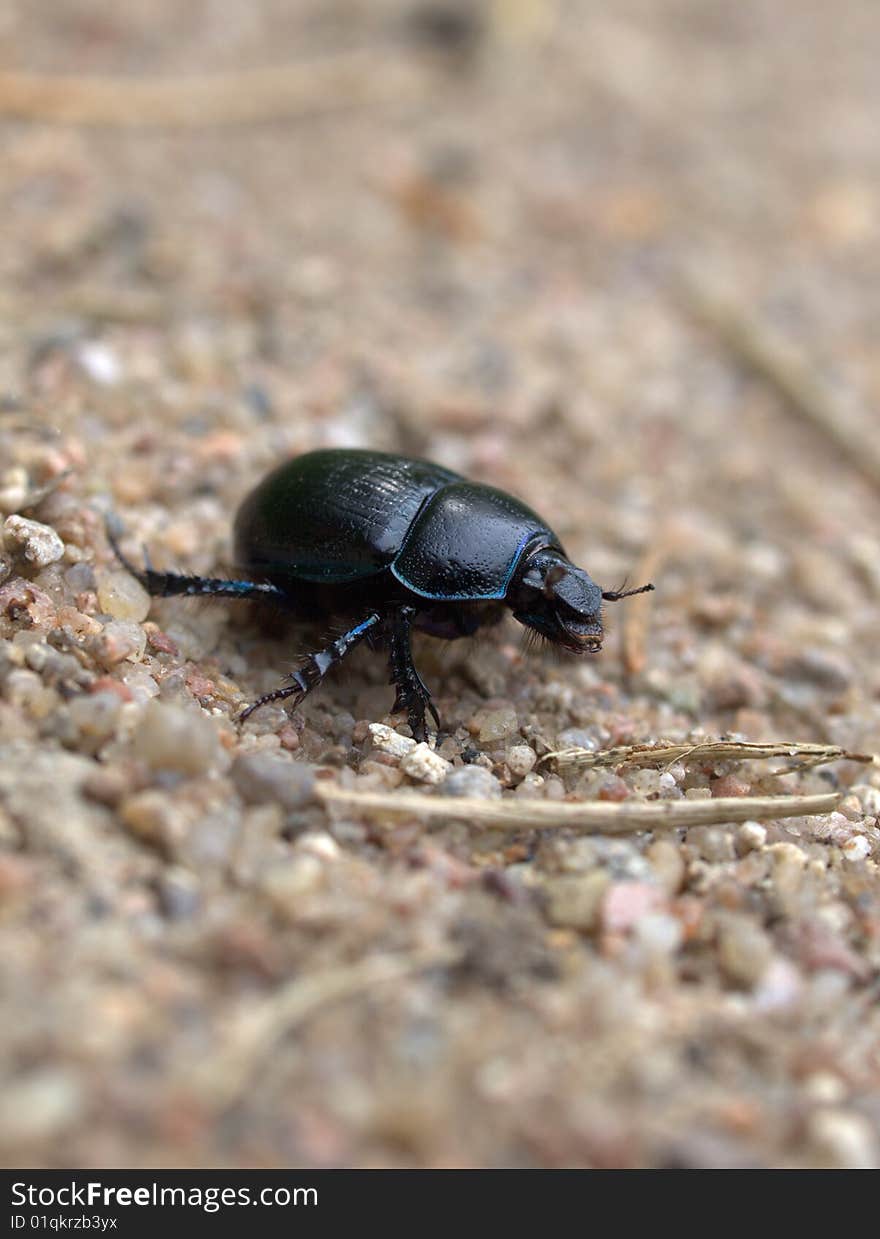 Dung Beetle