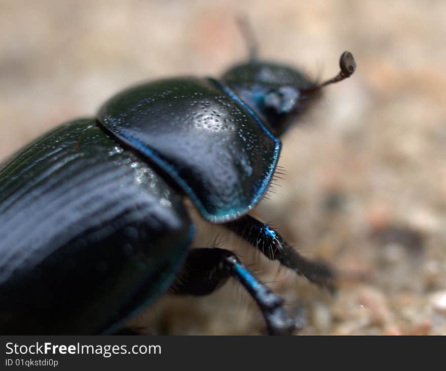 Dung-beetle creeping along the ground
back view. Dung-beetle creeping along the ground
back view