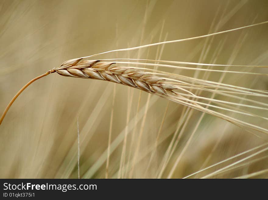 Wheat, close-up, the new harvest.